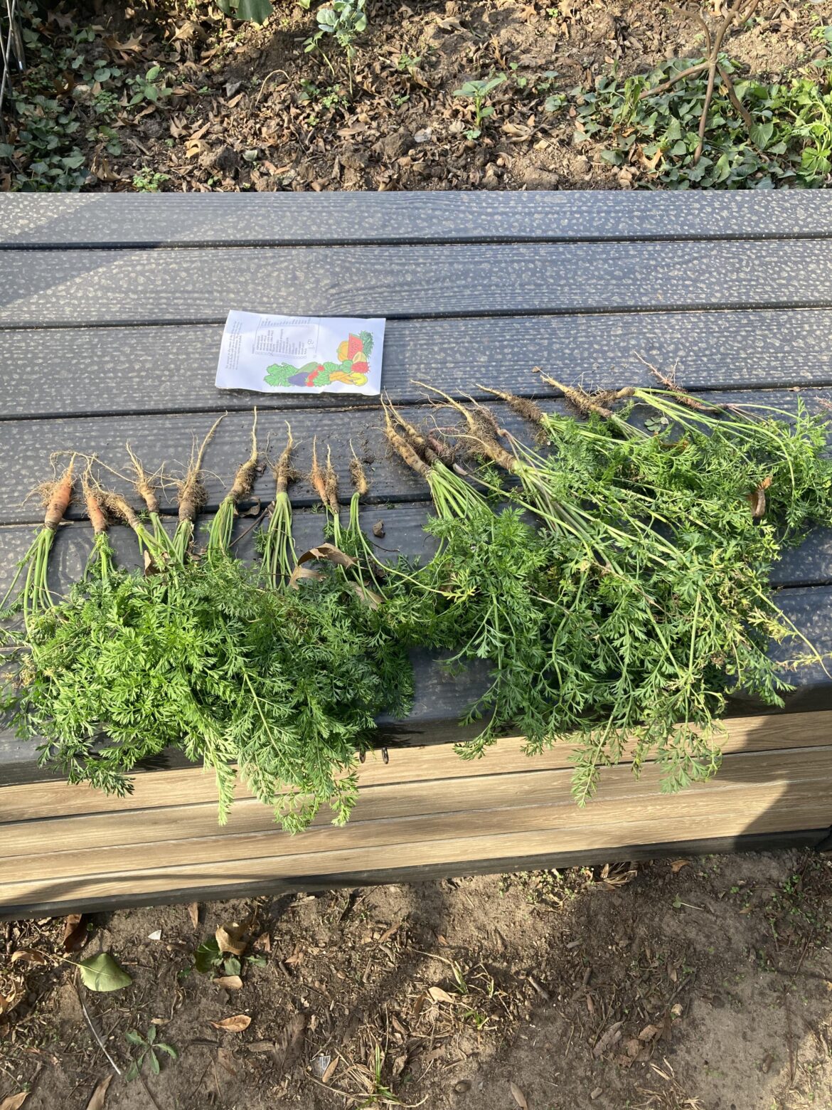I’m so disappointed. Why are my carrots so small? I’m so disappointed. Why are my carrots so small?