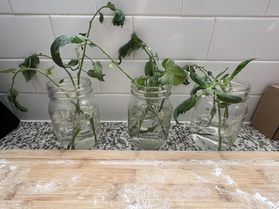 Propagating question - any tips for these? Am I setting them up correctly? I am changing the water every couple days so no mold. It’s some tomato suckers :)
