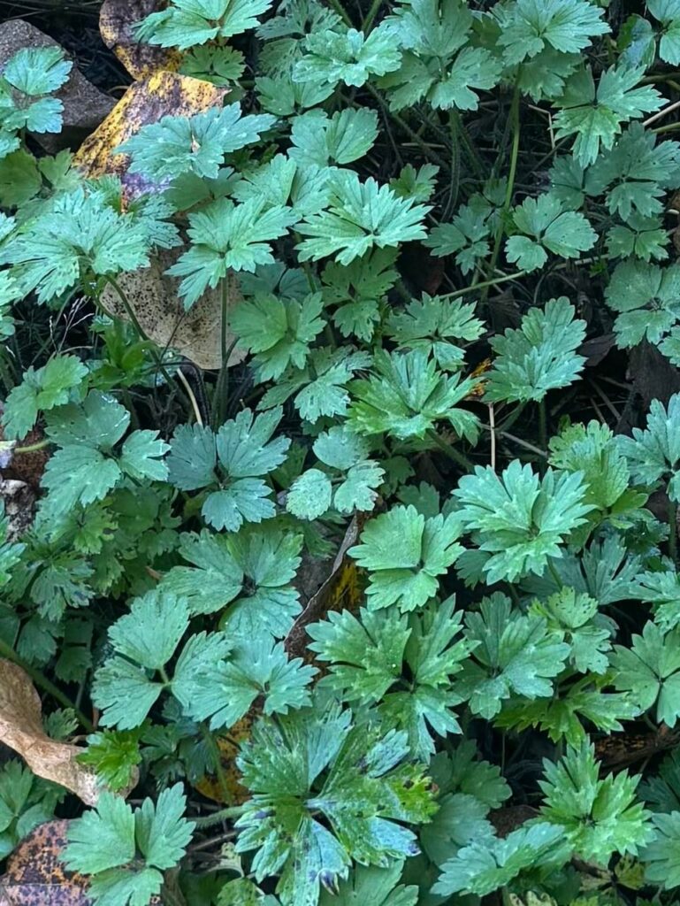Having goats on creeping buttercup/yellow archangel Having goats on creeping buttercup/yellow archangel