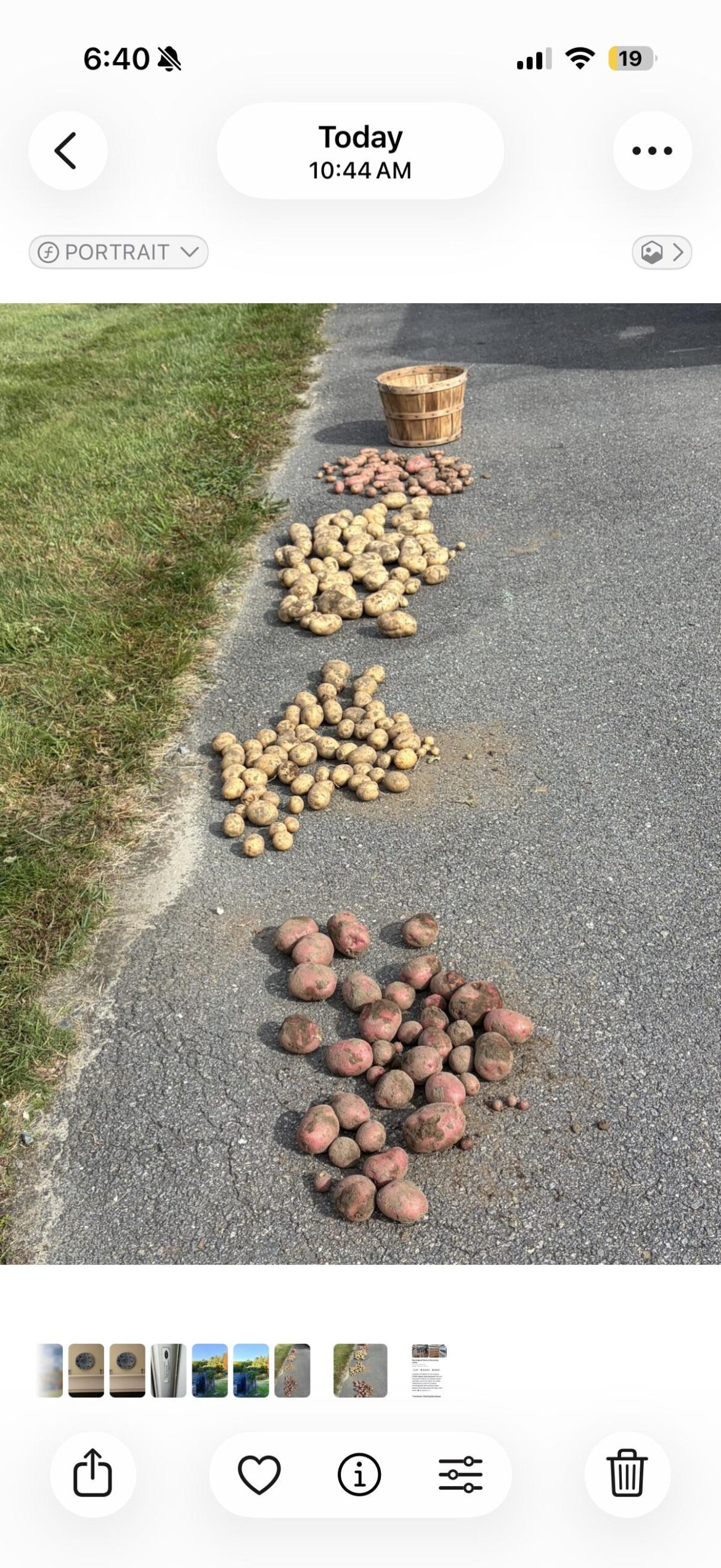 Drying potatoes
