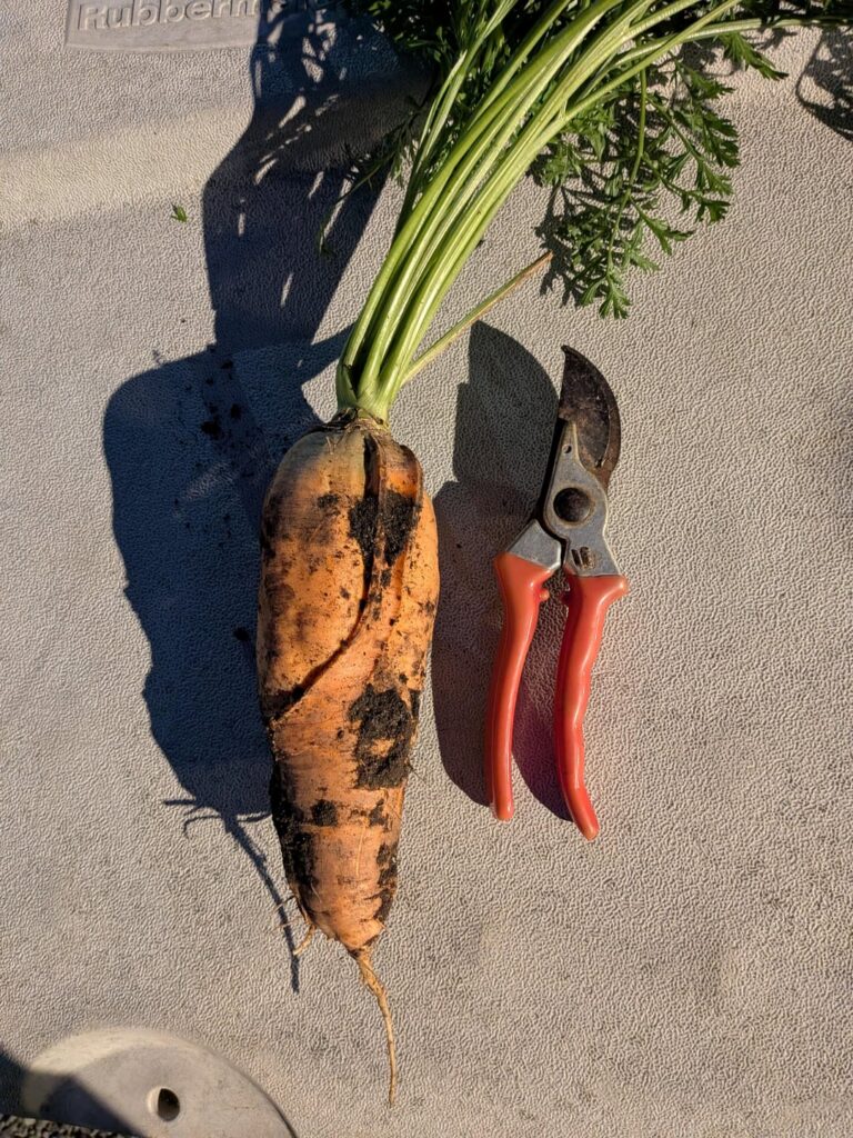Monster carrot safe to eat?