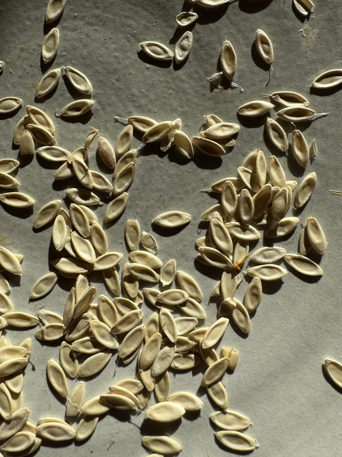 First Time Saving Cucumber Seeds