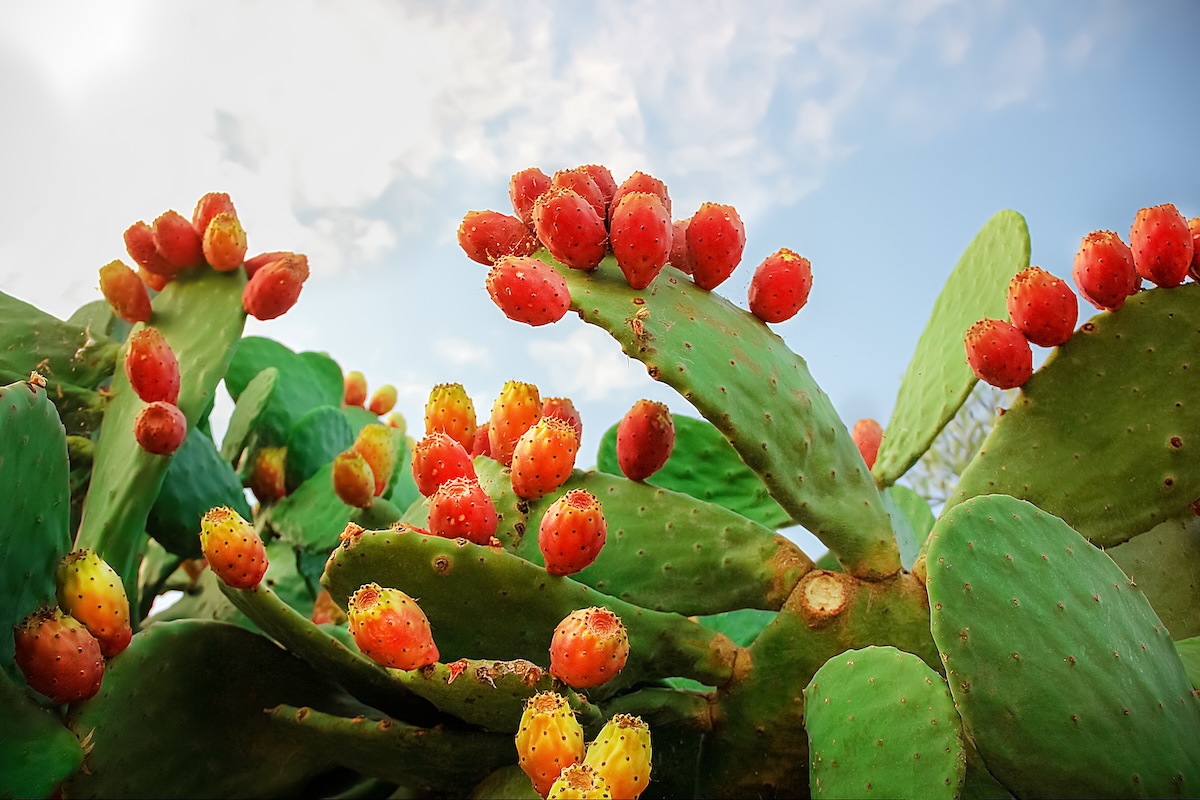 Prickly pear cactus pads with bright blooms in a sunny garden