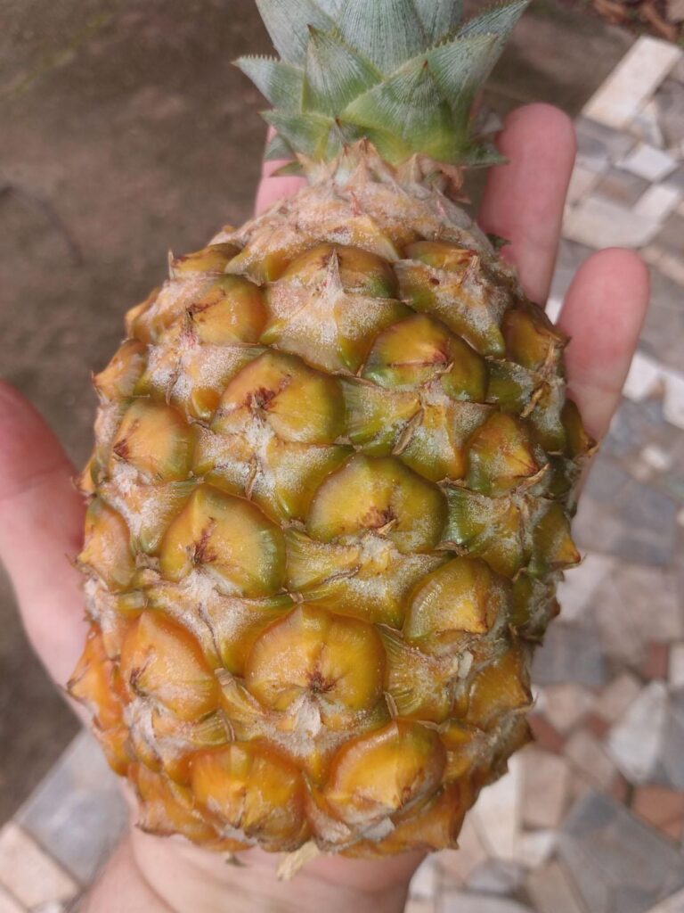 Harvesting pineapple grown in a pot