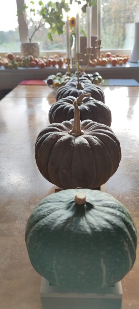 Pumpkins & winter squash does beautifully as decorations while curing/storing Pumpkins & winter squash does beautifully as decorations while curing/storing