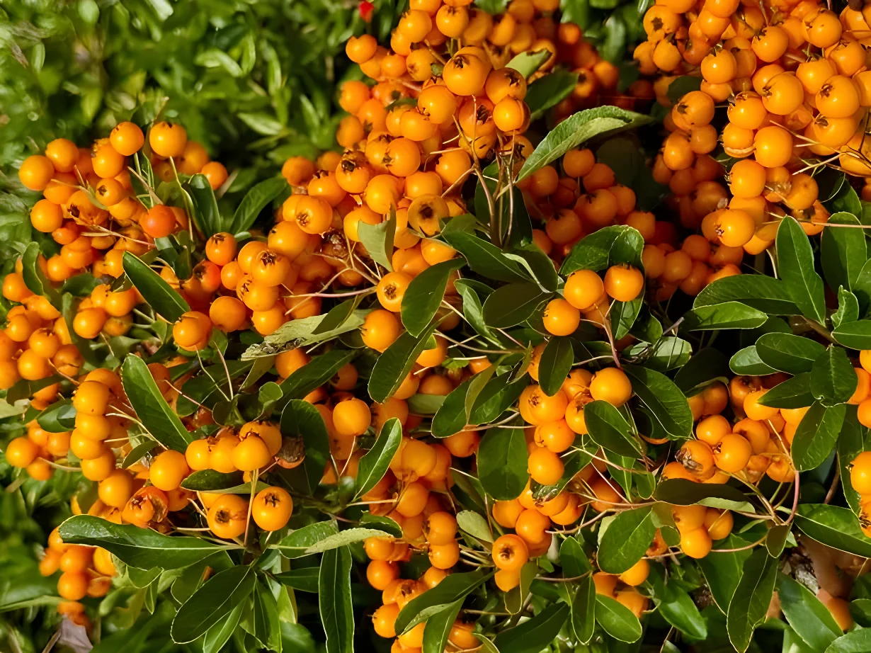 Scarlet firethorn (Pyrancantha Coccinea) shrub with orange berries do in close up