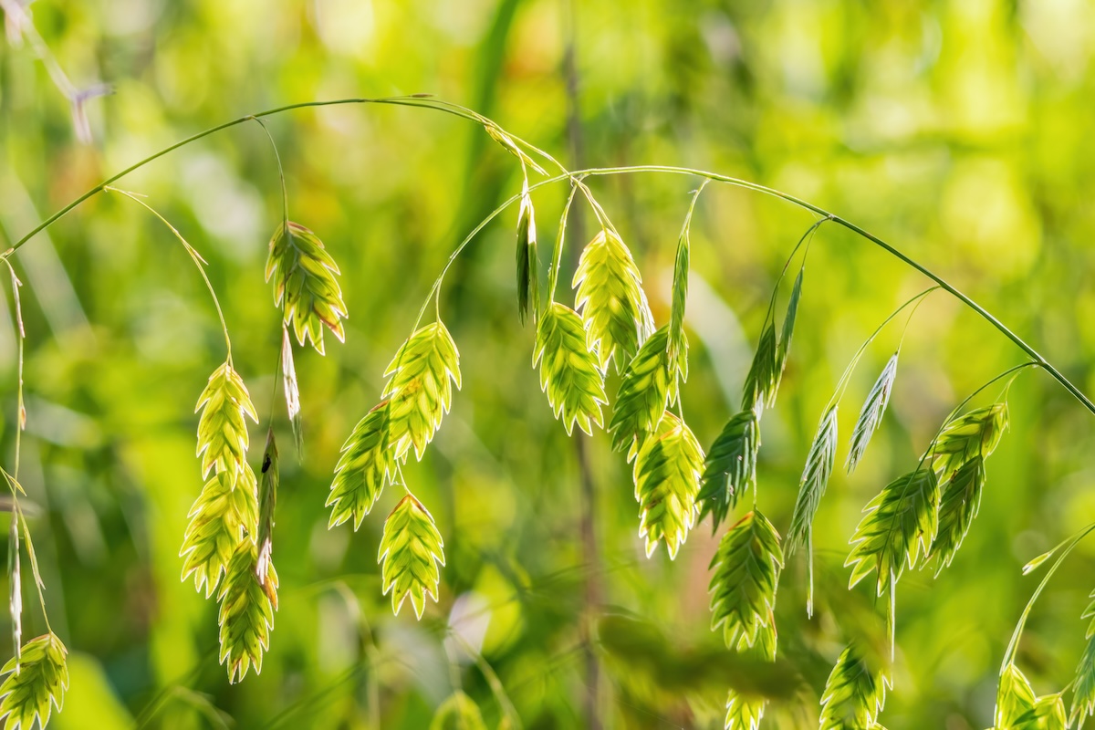 Arching stems of sea oats with flat, dangling seed heads in a garden