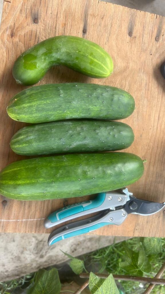 Off to a great start with our cucumber harvest 💚