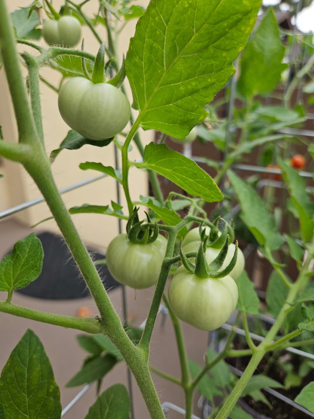 Are cherry tomatoes supposed to look like this? Or does anyone know what variety these are if these Ferry Morse seeds were labeled incorrectly? - All For Gardening