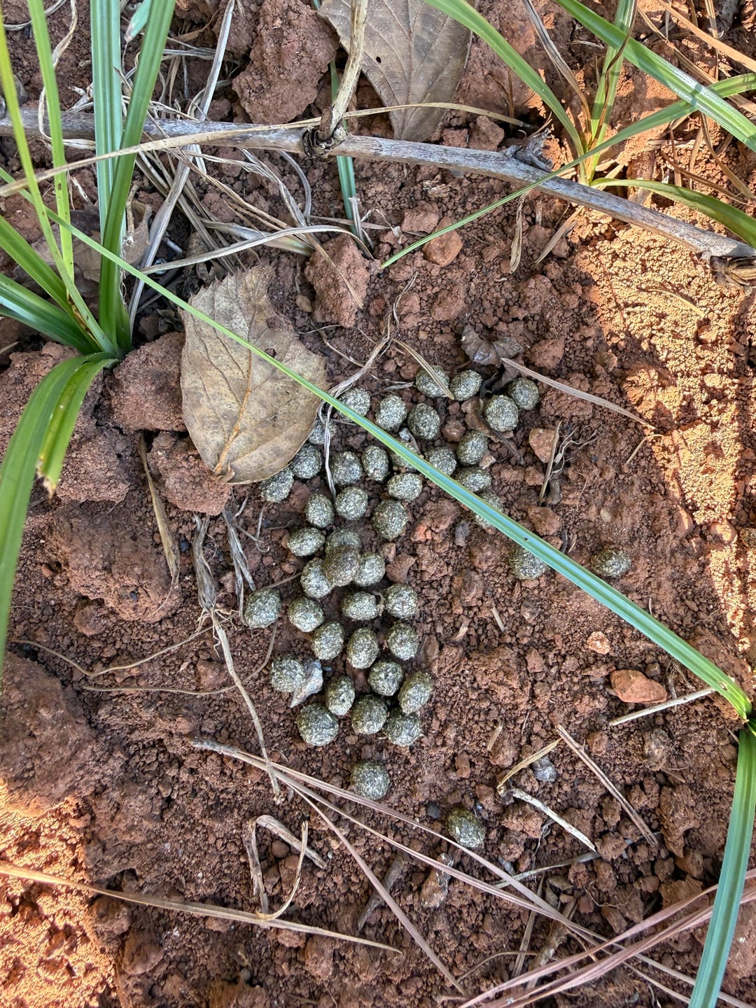 Scat? Or otherwise? Found in my vegetable garden. - All For Gardening