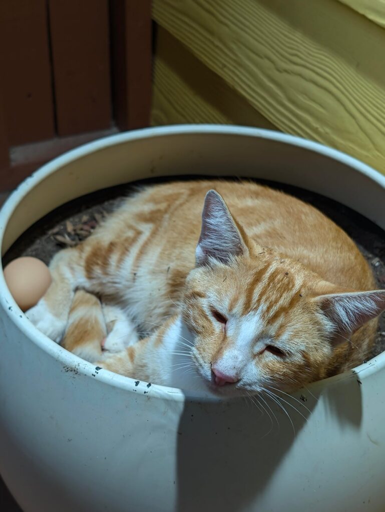 Protecting his eggs 🥚🐈