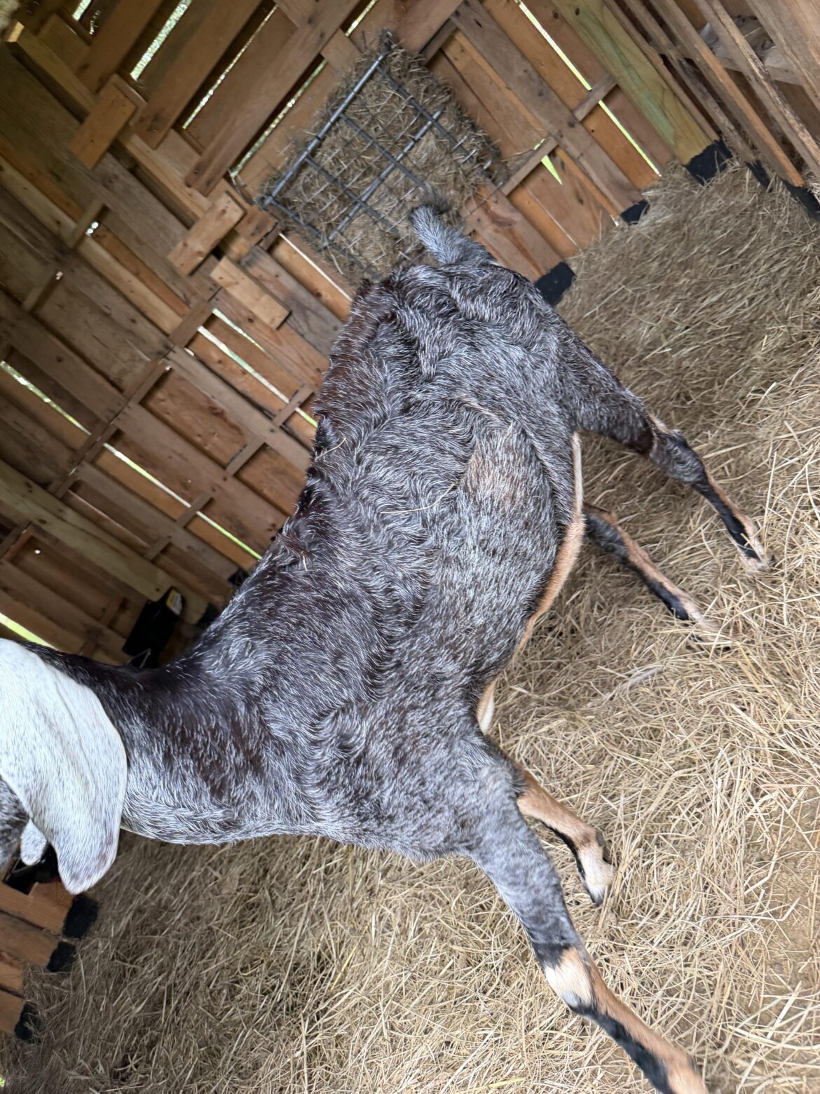 Goats coat looks rough